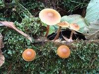 Galerina marginata