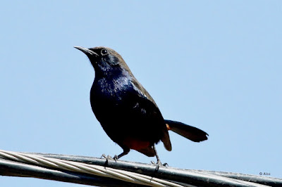 Indian Robin