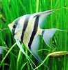 HABITAT HIDUP IKAN MANFISH / ANGEL FISH