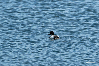 スズガモ　≪Greater Scaup≫