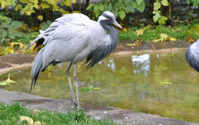 Crane wallpaper,crane images,crane photo,cute crane,beautiful crane,cranes,the crane,the cranes,crane birds,crane,birds,birds picture,about birds,birds images birds photo,birds picture