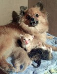 Pomeranian adopts kittens
