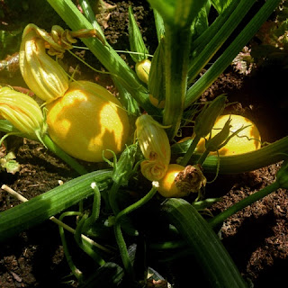 http://fraeuleinco.blogspot.de/2015/07/garten-zucchini.html