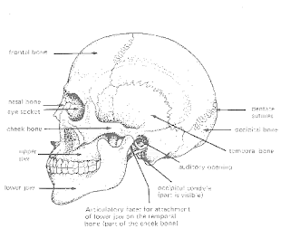 Aja aja fighting ara aliyara: The Axial Skeleton