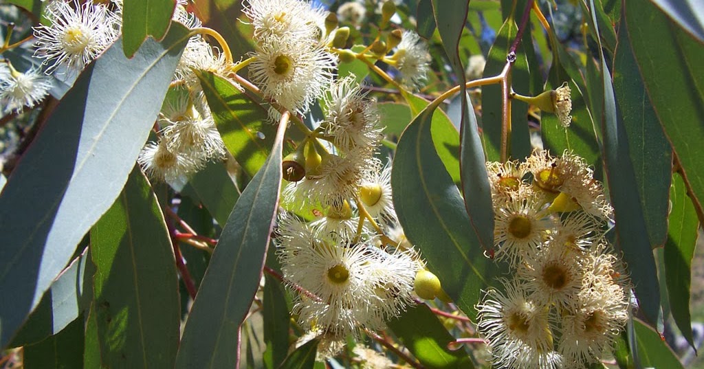 Manfaat Eucalyptus untuk Usir Bau Mulut saat Puasa • Hello Sehat
