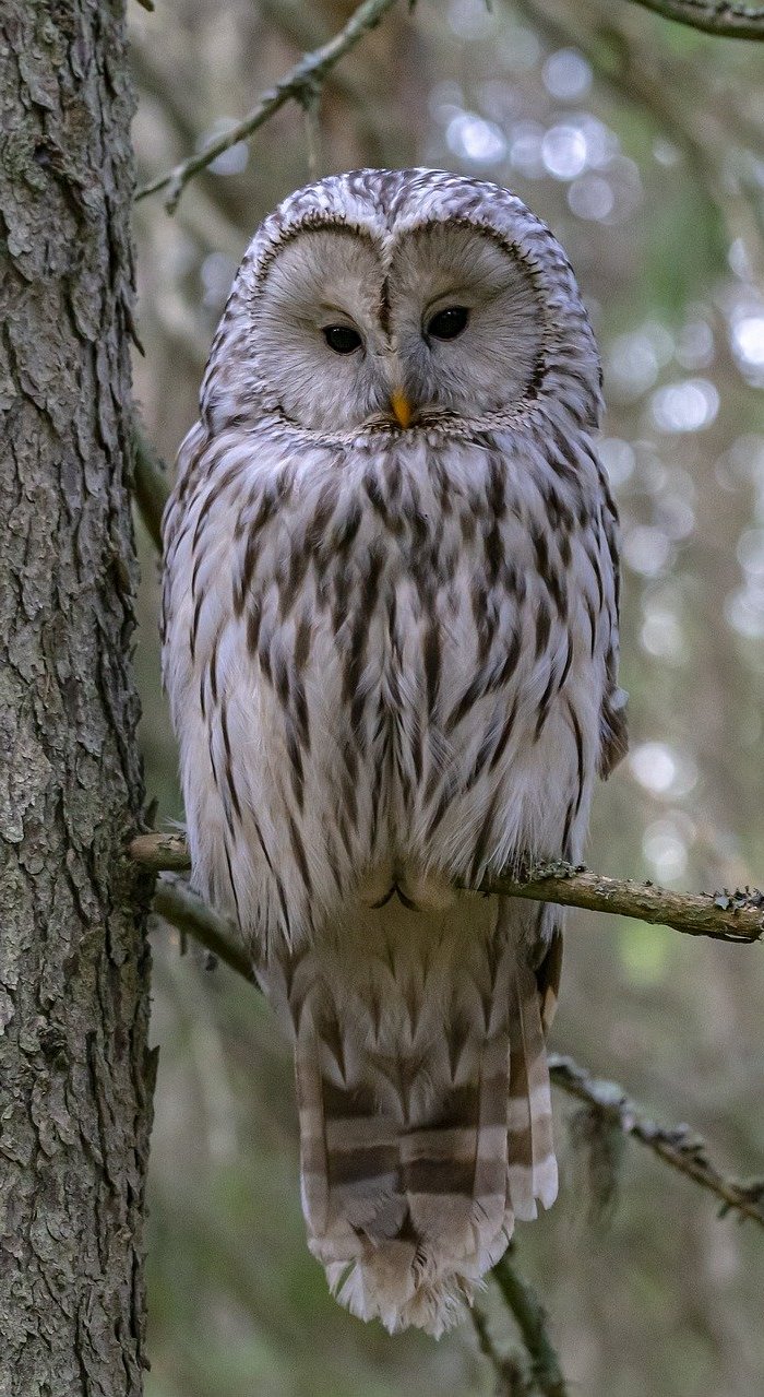 Ural owl on a tree branch.