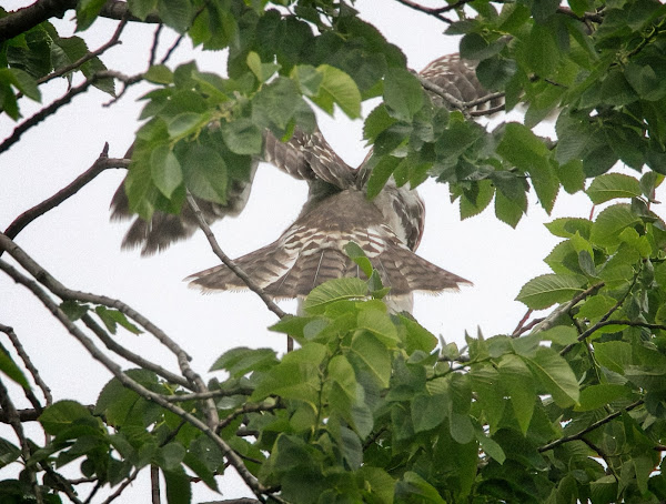 Field mark on the tail of the first chick