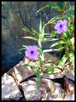 E-P1010267