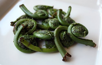 fiddlehead ferns