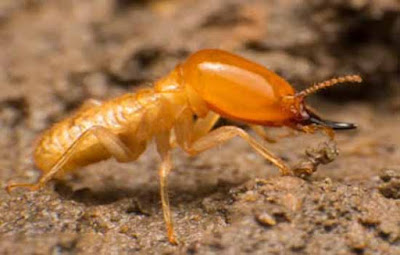 Pestfix Pest Management- Experts In Pest Control, Termite Inspections & Treatments Services in the Sutherland Shire. Garb Our Services Today!
