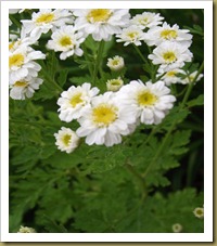 flowers! lauren summer 2011 026