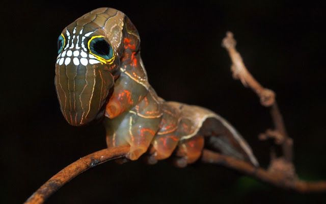 A assustadora lagarta caveira da Nova Guiné