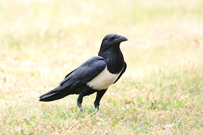 - Schildraaf - Corvus albus