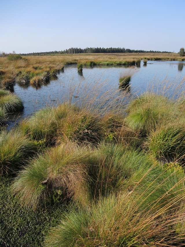 Eupen: wandelen in het Brackvenn