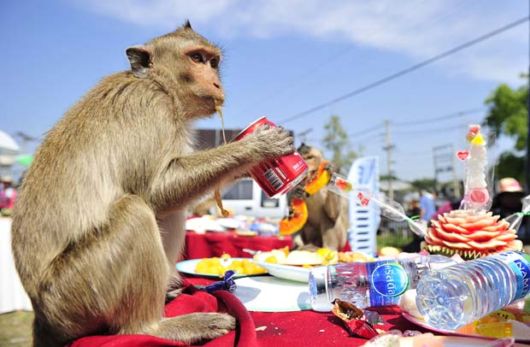 Monkey Buffet Festival of Thailand