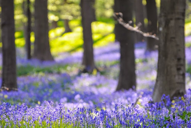 LENTEMAGIE IN HET HALLERBOS