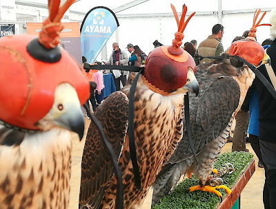 Campeonato de España de cetrería.