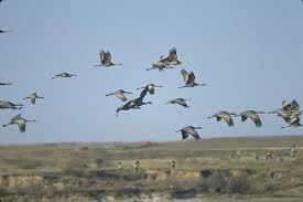 Crane wallpaper,crane images,crane photo,cute crane,beautiful crane,cranes,the crane,the cranes,crane birds,crane,birds,birds picture,about birds,birds images birds photo,birds picture,flying crane,animation crane,crane stand green grass,