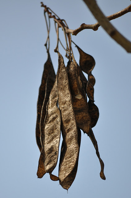  ئەلبیزیا ،  ألبيزيا ، ألبيزيا زهرة الحرير، اللبخ ، دقن الباشا Silk plants، Silk trees ، Sirises ، Persian Silk Tree