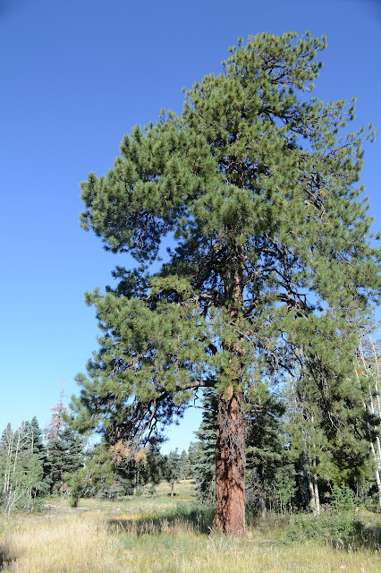 big tree standing and live