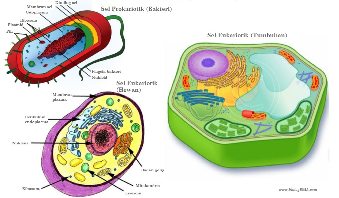 Perbedaan Sel Prokariotik dan Eukariotik & Perbedaan Sel Tumbuhan dan