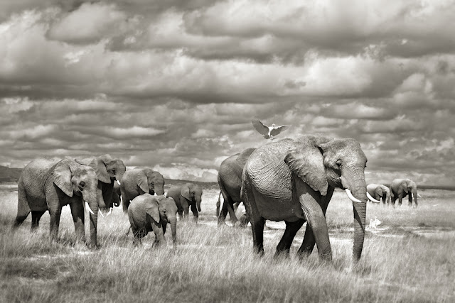 marina cano wildlife landscape photographer, jungle, wild animals, elephants