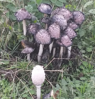 In mushroom season also enjoy glamping