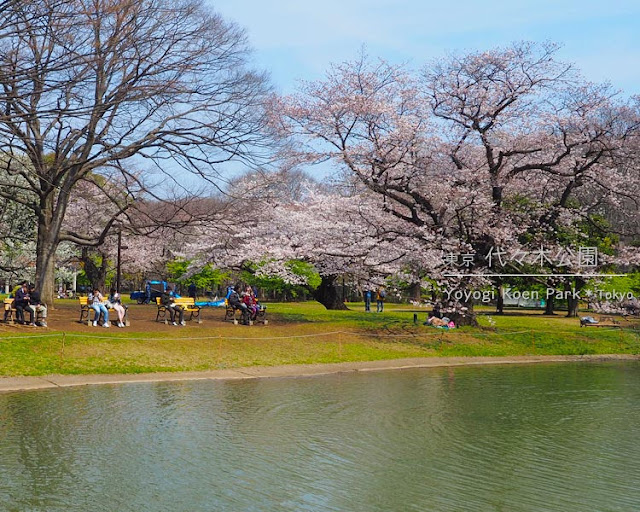 代々木公園の桜