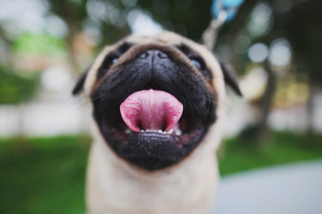 Pug Dog Photo in HD - Wallpaper