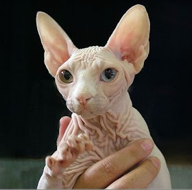 difference peterbald and sphynx