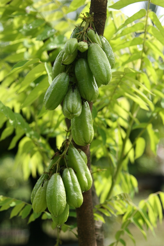 Edible garden - Belimbing Buluh  Landscape Construction