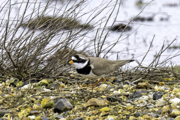 Ringed plover