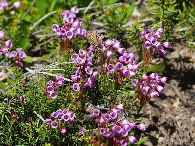 red mountain heather, Phyllodoce empetriformis