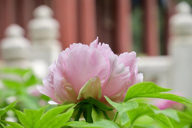 Paeonia flower photograph and introduction