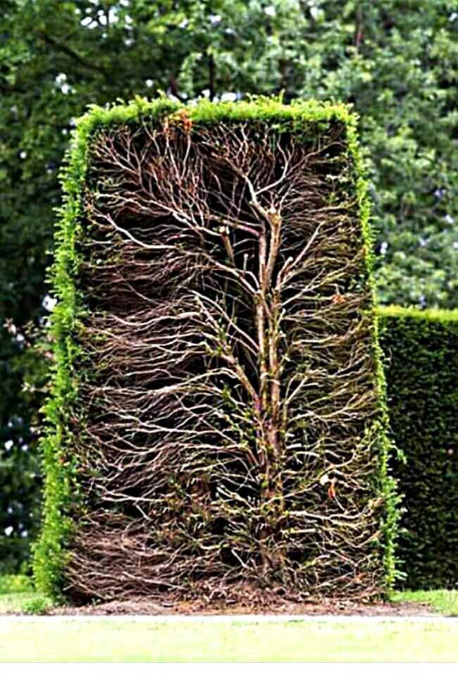 25 Breathtaking Pictures That Made Us Gasp - A sectional view of a hedge