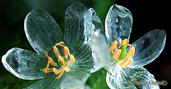Flor esqueleto - flor de pétalas de vidro - Diphylleia grayi