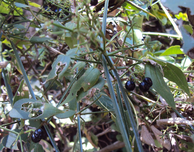 Thiến thảo - Rubia cordifolia - Nguyên liệu làm thuốc Cầm Máu