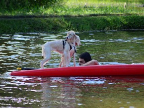 Pets Adventure 9 (47)