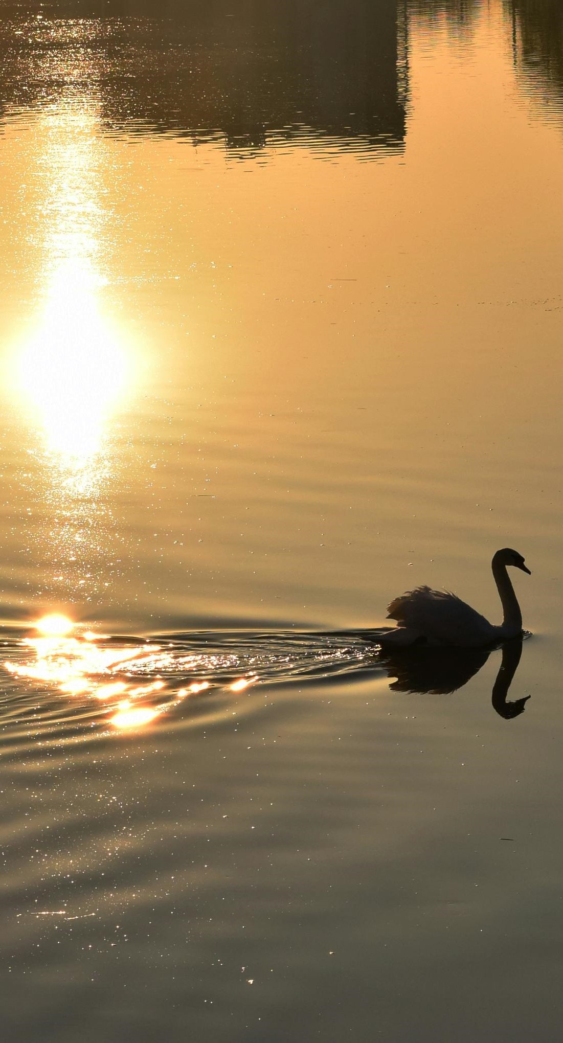 Swan sun reflection.