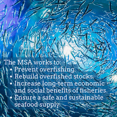 The MSA works to: Prevent overfishing. Rebuild overfished stocks. Increase long-term economic and social benefits of fisheries. Ensure a safe and sustainable seafood supply. Words are over a school of fish.
