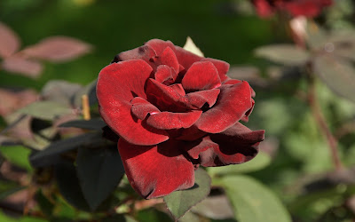 Rosas de colores  para el Día de las Madres I (10 fotos)