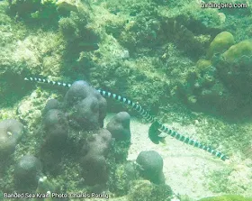 Photo of Banded Sea Krait by Charles Roring