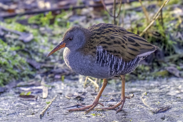 Water rail