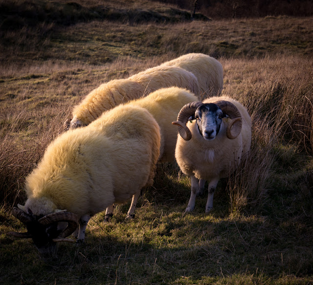 Sheep grazing on Raasay