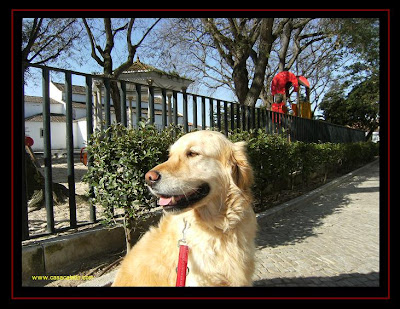 golden retriever in alcochete