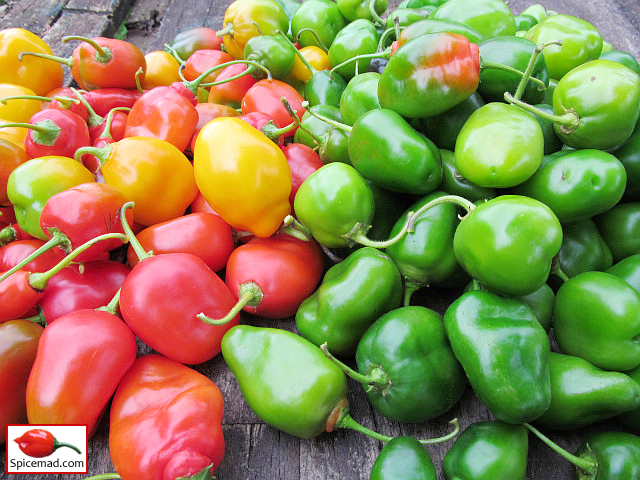 Rocoto Harvest - 20th October 2022