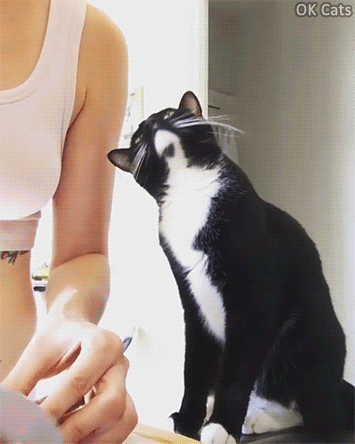 Cute Cat GIF • Cat wants to share dinner with his human. “Please Mom just a little piece, please!“  [ok-cats.com]