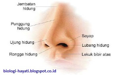 Anatomi Hidung Luar