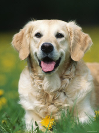 cute golden retriever puppy pics. cute golden retriever