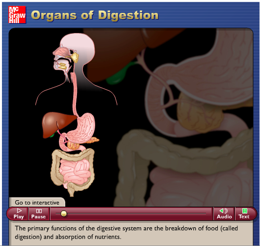 http://highered.mheducation.com/sites/0072495855/student_view0/chapter26/animation__organs_of_digestion.html